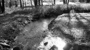 Steuerberater als Testamentsvollstrecker